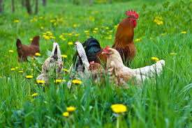 Poultry
