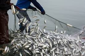 Fresh Fish